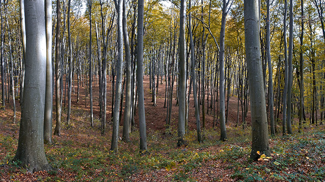Forest on the hill of Croatian Bilogora in late Autumn by Boris Vargovic, free photo, wallpapers, images