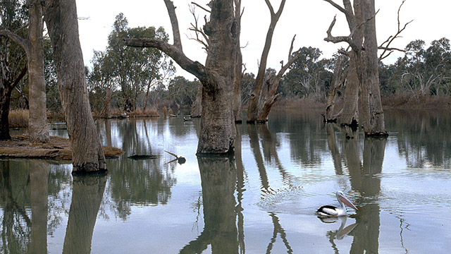 Murray River New South Wales Australia by Boris Vargovic, free photo, wallpapers, images
