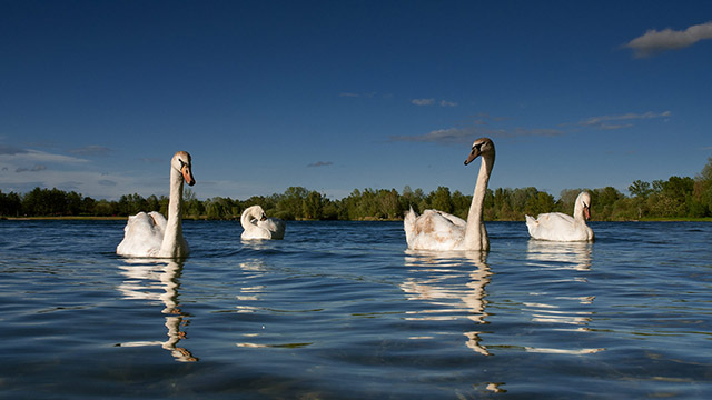 Swans on the Soderica lake in Croatian Podravina district