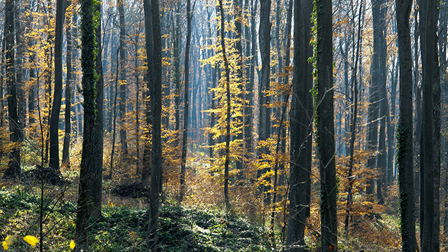 Forest on the hill of Croatian Bilogora in late Autumn by Boris Vargovic, free photo, wallpapers, images