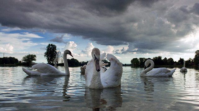 Swans on the Soderica lake in Croatian Podravina district