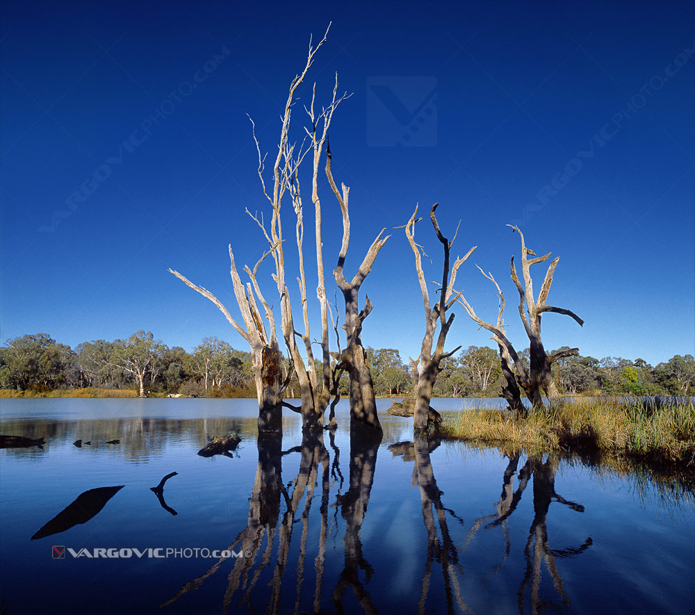 Murray River as home sweet home for crocs, pelicans, sneaks, birds by fine art photographer Boris Vargovic