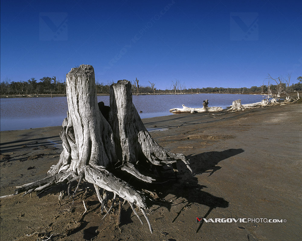 Old dead stump on the coast of Australian Murray River in Kings Billabong near to town Irymple by art photographer Boris Vargovic