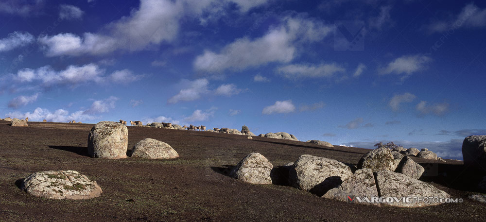 Flock of sheep on the farm in Australian state Victoria