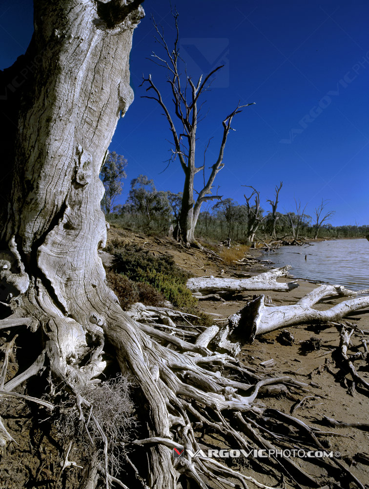Old dead tree on the coast of Australian Murray River in Kings Billabong near to town Irymple by art photographer Boris Vargovic