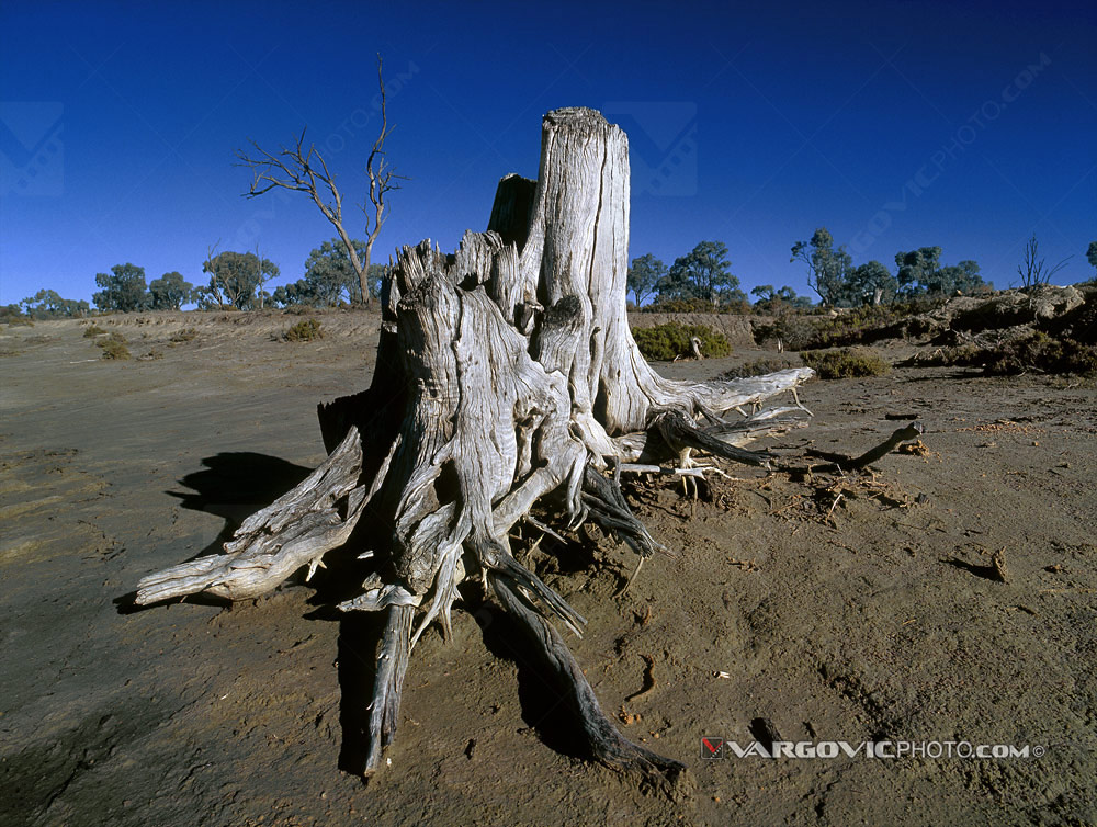 Old stump on Murray River near to Mildura in Australian state New south Wales by Vargovic