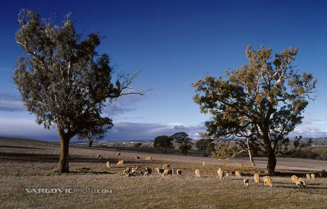 Just-Ordinary-Aussie-Afternoon_Australia_Victoria_Sheep_Down-Under_Oz_Vargovic-Photo
