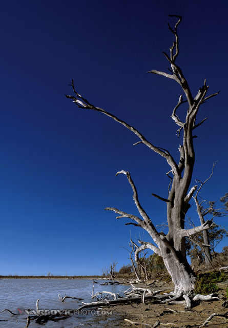 Take-A-Walk-On-The-Wild-Side_Australia_Murray-River_Kings-Billabong_Vargovic-Photo