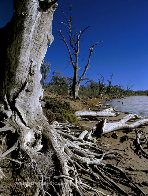 Wake-Me-Up-When-Spring-Come_Australia_Murray-River_Down-Under_Mildura_Iryimple_Vargovicphoto