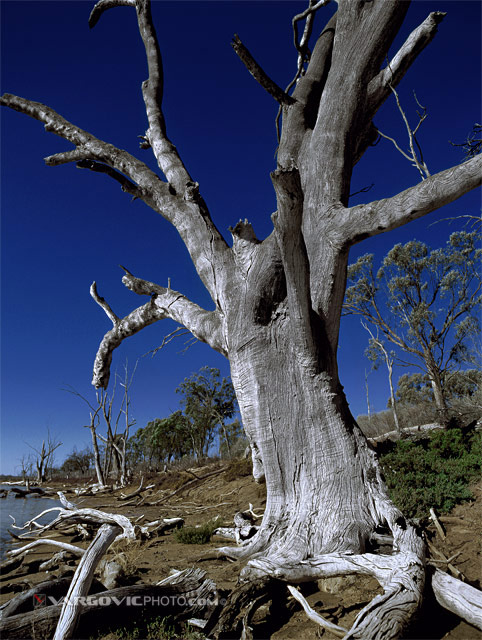 What-Time-Means-At-All_Australia_Murray-River_Kings-Billabong_Vargovic-Photo