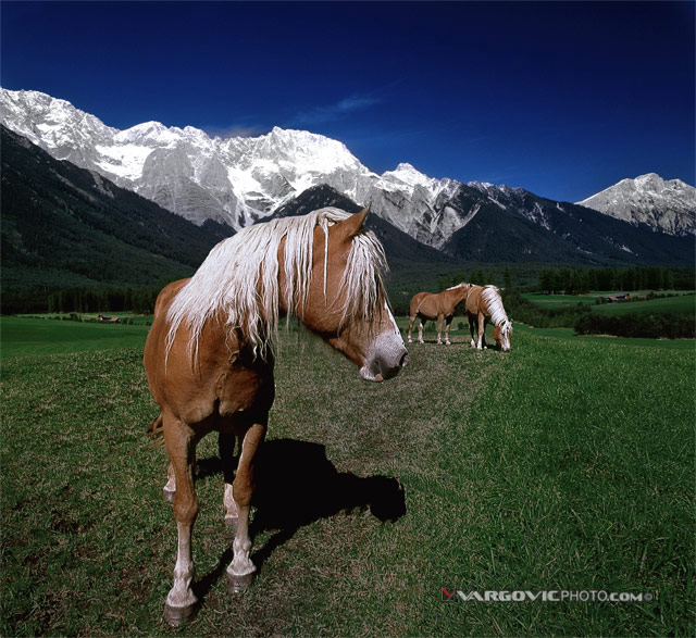 Scent-Of-Freedom_Alps_Insbruck_Austria_By-Vargovic-Photo
