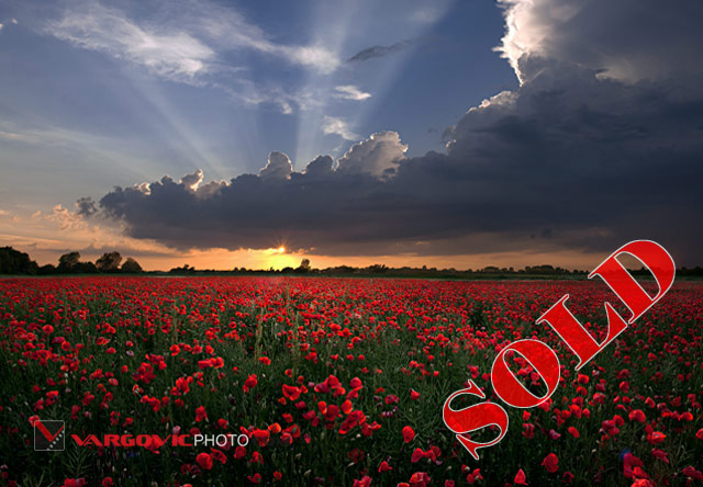 The-Hunt-For-Red-May_Legrad_Podravina_Croatia_Vargovic-Photo