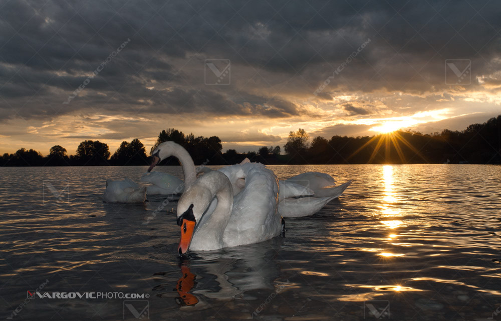 Swans on the Soderica lake in Croatian Podravina district