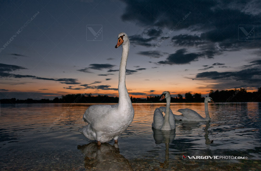 Priceless moments spent with these charismatic birds under magnifiient sunset on the Soderica lake