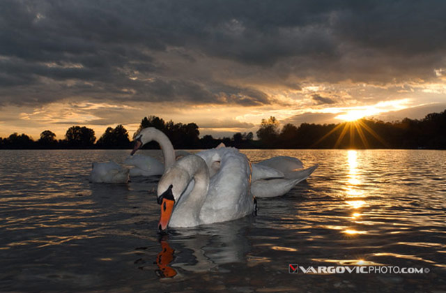 All-Those-Dreams_Swan_Soderica-Lake_Podravina_Vargovic-Photo_Croatia_By-Boris-Vargovic-Fine-Art-Photography