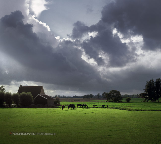 Scent-Of-Silence_Holland-North_The-Netherlands_Dutch-Scene_Hoerses_Sunny-Game_By-Vargovic-Photo