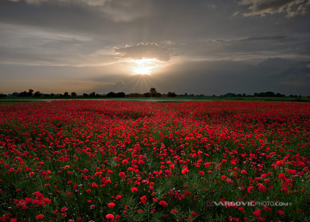 Some-Reddish-Hunch_Podravina_Croatia_Legrad_By-Vargovic-Photo
