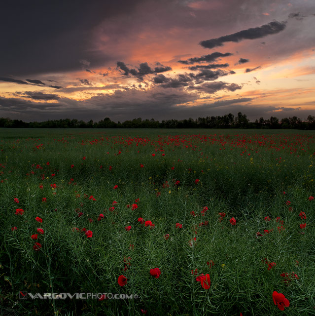 The-Day-When-Spring-Happened_Puppies_Puppy-Field_Sunset_Podravina_Croatia_By-Boris-Vargovic-Photo