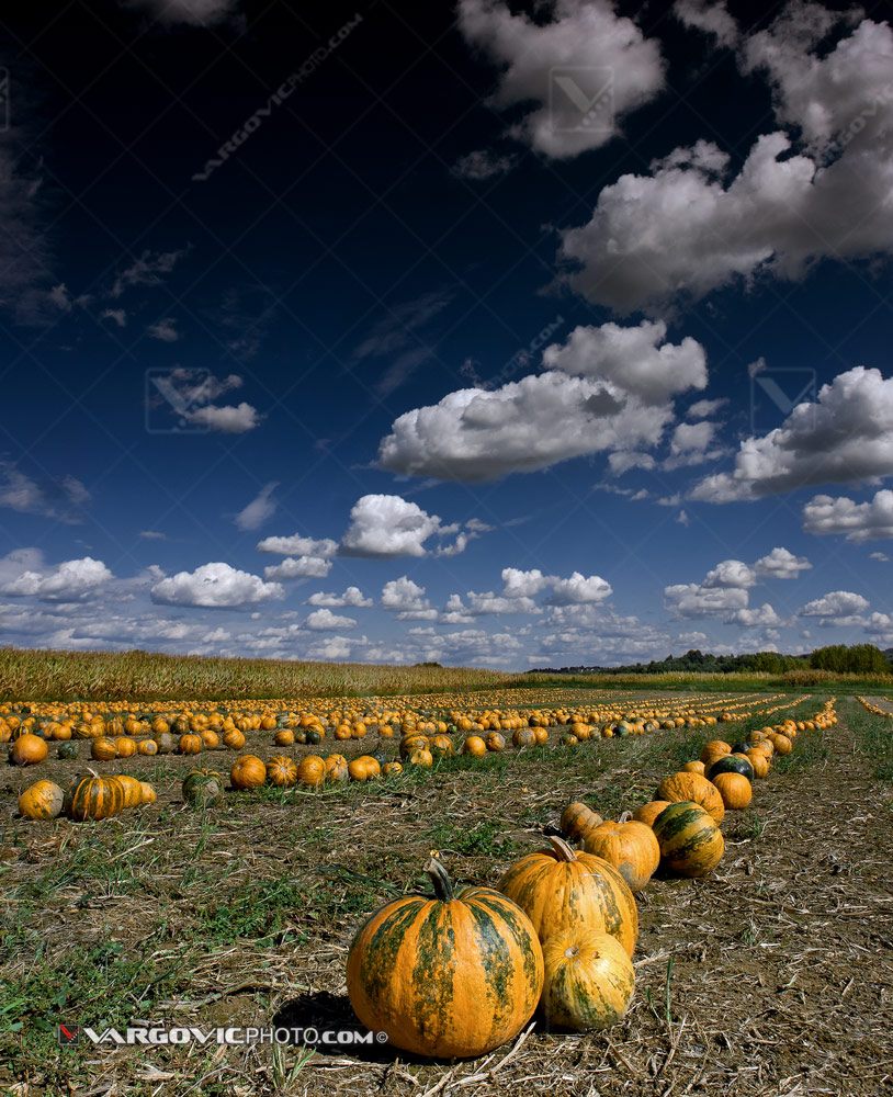 Thausands of pumpkins waiting for picking in Podravina district, Croatia