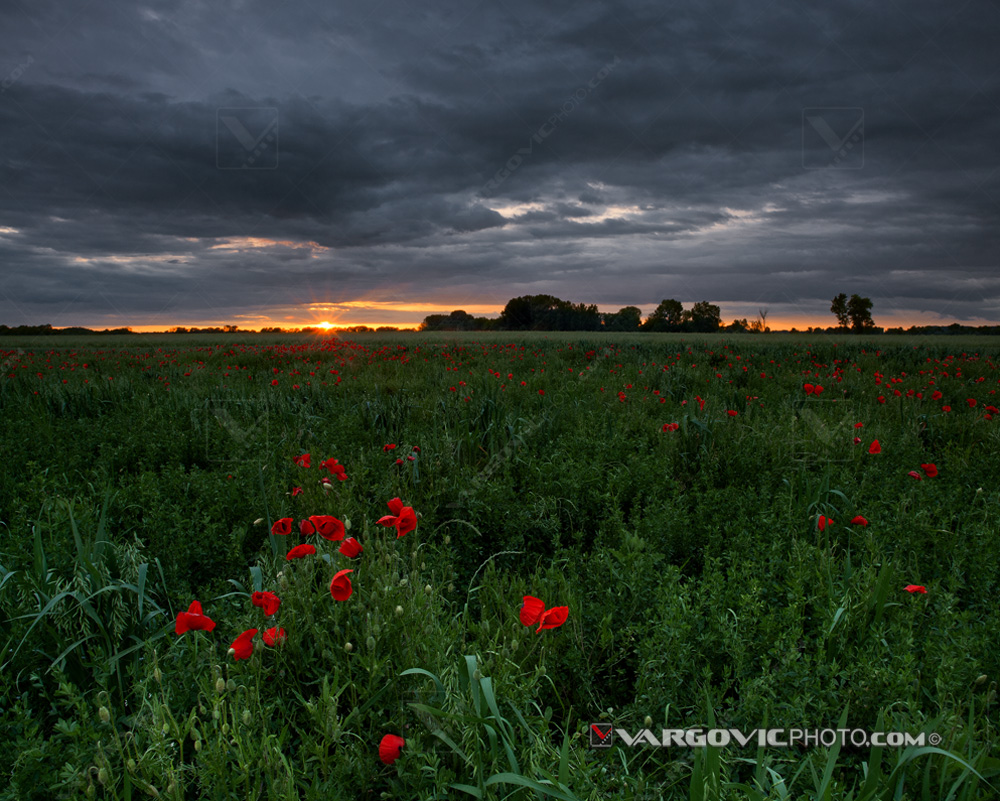 Last minutes of a beautiful spring sunset in the Croatian Podravina district