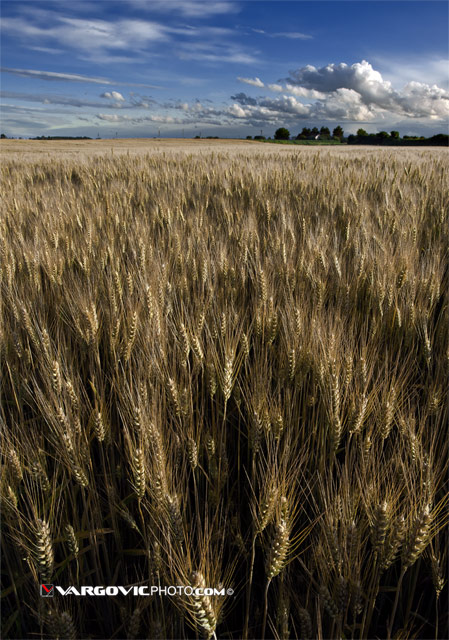 Just-Ordinary-Summer-Tale_Podravina_Croatia_Boris-Vargovic-Photography