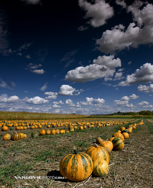 Pumpkins-On-The-Roll_Podravina_Croatia_Boris-Vargovic-Photography