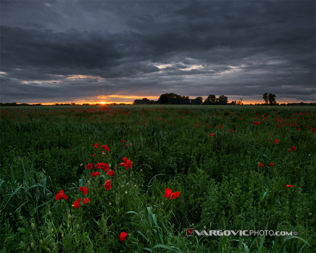 The-Spring-Wonderland_Podravina_Croatia_Poppy_By-Boris-Vargovic-Fine-Art-Photography