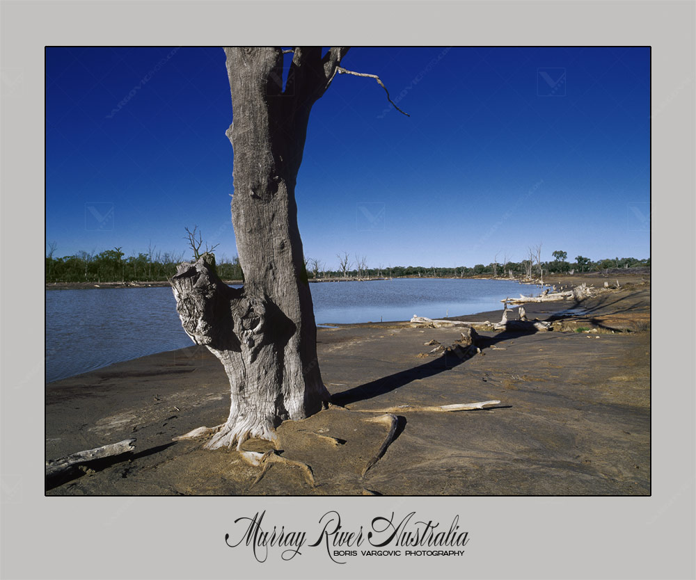 Old tree on Murray River near to Mildura in Australian state New south Wales by fine art photographer Boris Vargovic