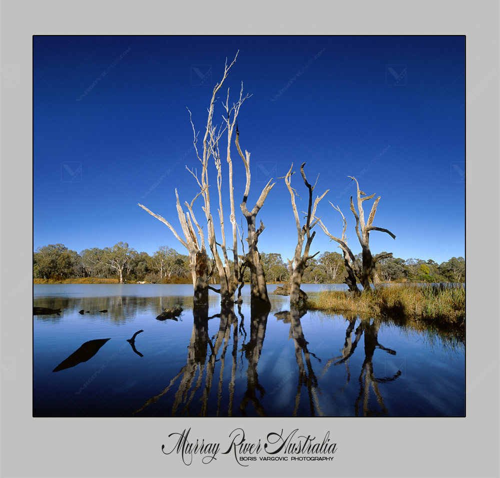 Dead trees in the water of Australian Murray River near to Mildura by fine art photographer Boris Vargovic