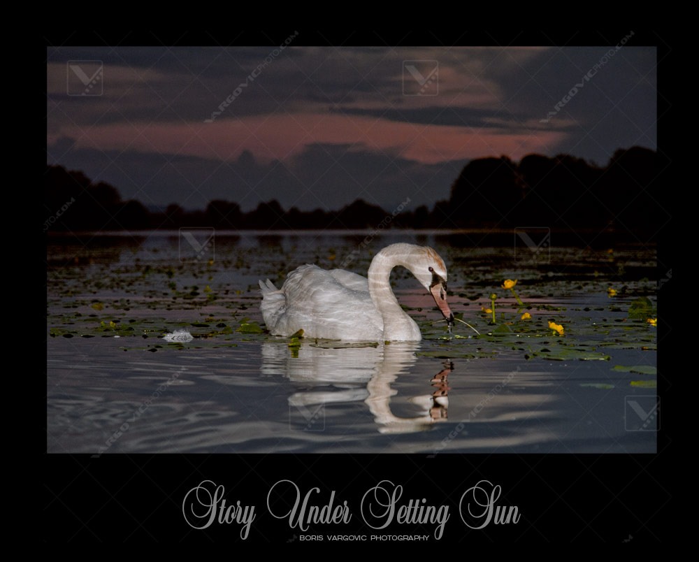 Swan on the Soderica lake sunset