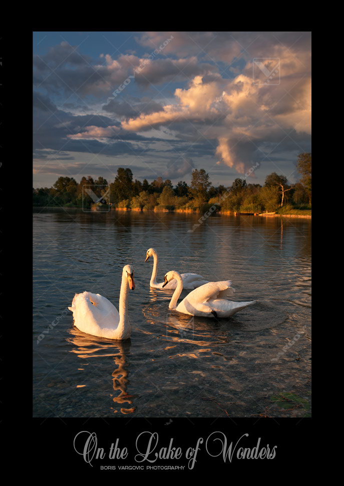 Team of swans under Soderica lake golden sun