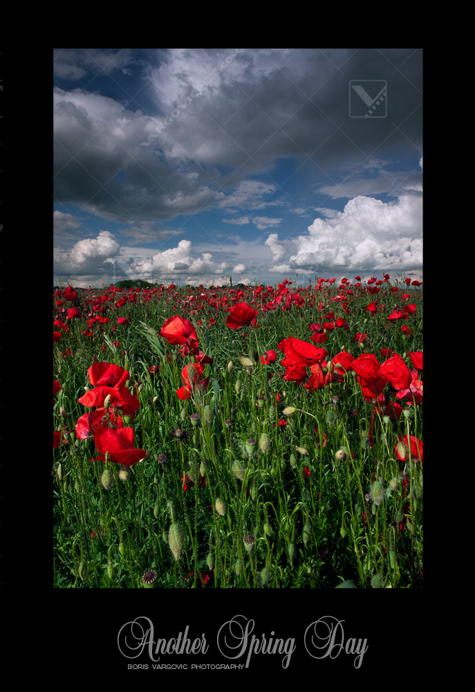 Poppy field in Croatian Podravina district