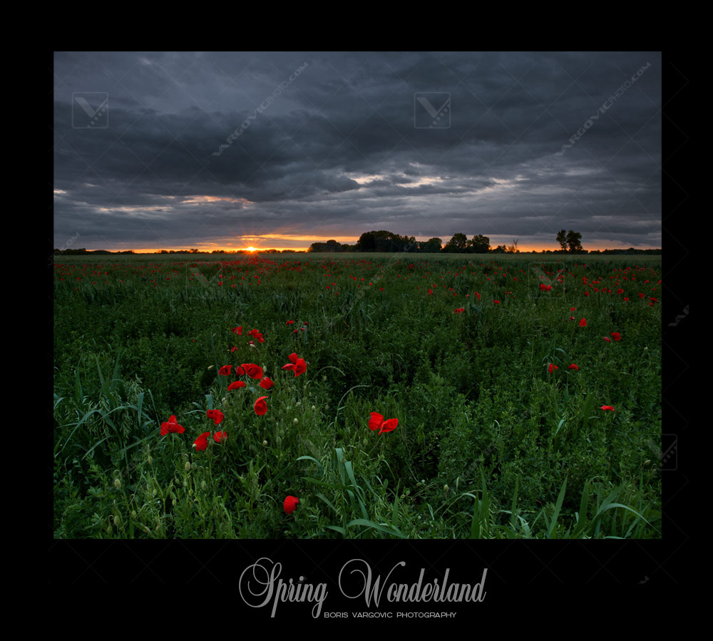 Poppy field in Croatian Podravina district