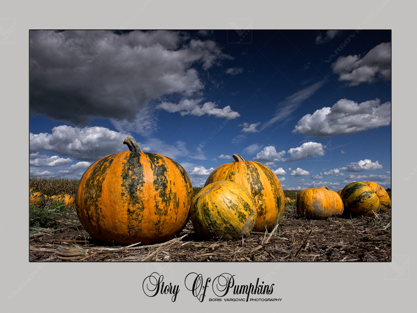 Pumpkins field in Croatian Podravina district