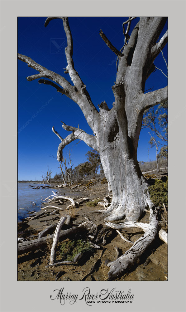 Old gum tree in Kings Billabong reserve on the Australian Murrray River near to city Mildura by photographer Boris Vargovic