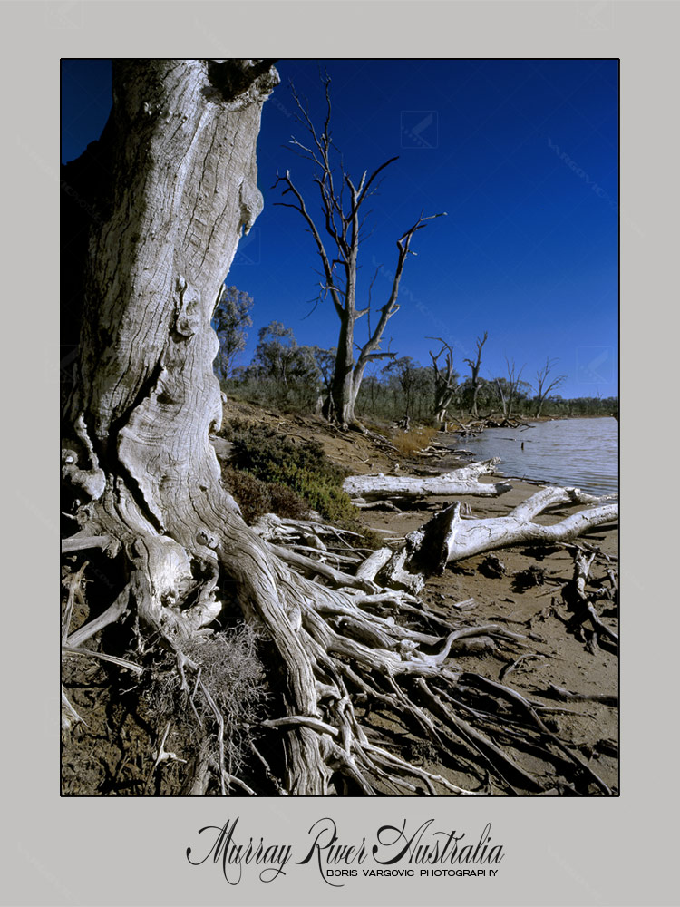Special moment in the middle of one winter sunny day on the Australian Murray River by fine art photographer Boris Vargovic