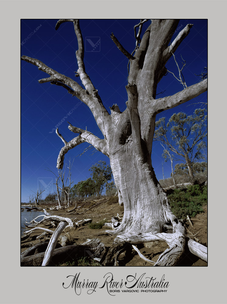 Old tree on Murray River near to Mildura in Australian state New south Wales by fine art photographer Boris Vargovic