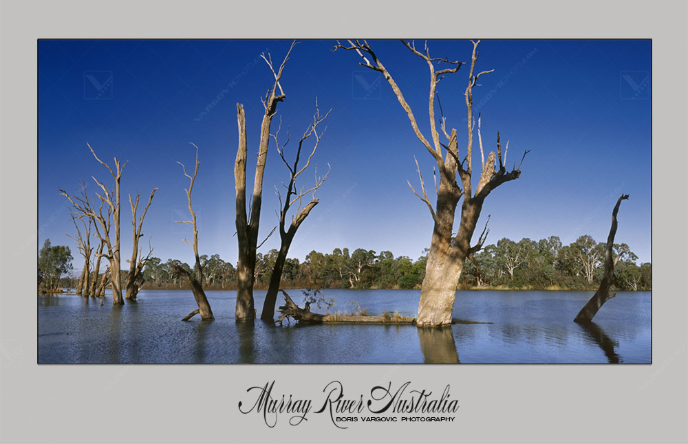 Old dead trees on the coast of Australian Murray River in Kings Billabong near to town Irymple by art photographer Boris Vargovic