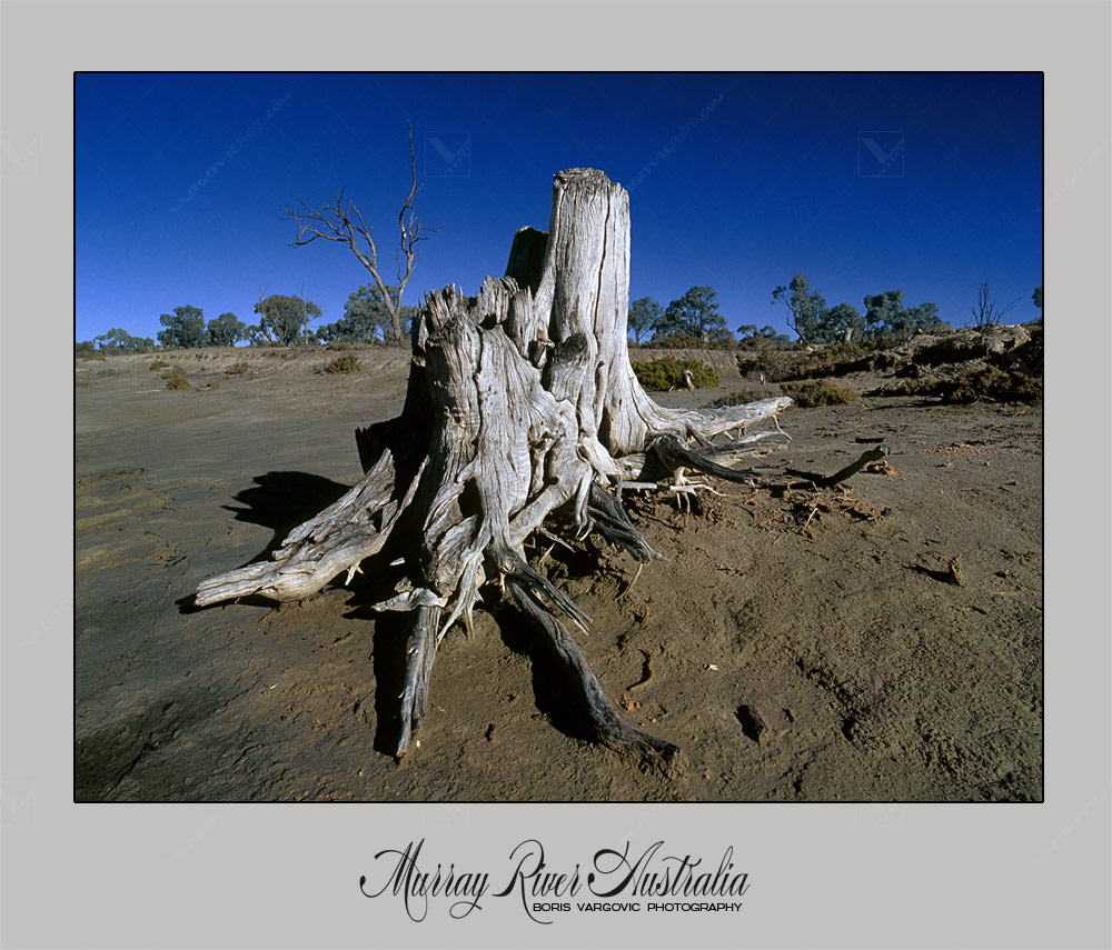 Piece of old gum tree in Kings Billabong reserve on the Australian Murrray River near to city Mildura by photographer Boris Vargovic
