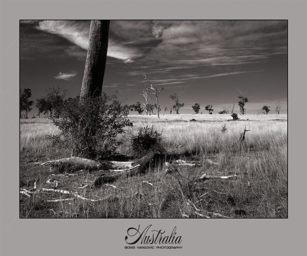 Australian wildlife tyipical scennery in New South Wales state