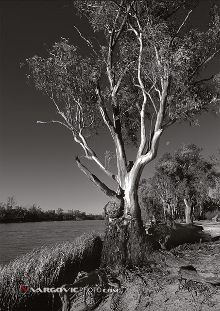 From-Nowhere-To-Nowhere_Australia_Murray-River_Mildura_Kings-Billabong_Irymple_Vargovic-Photography_Sepia