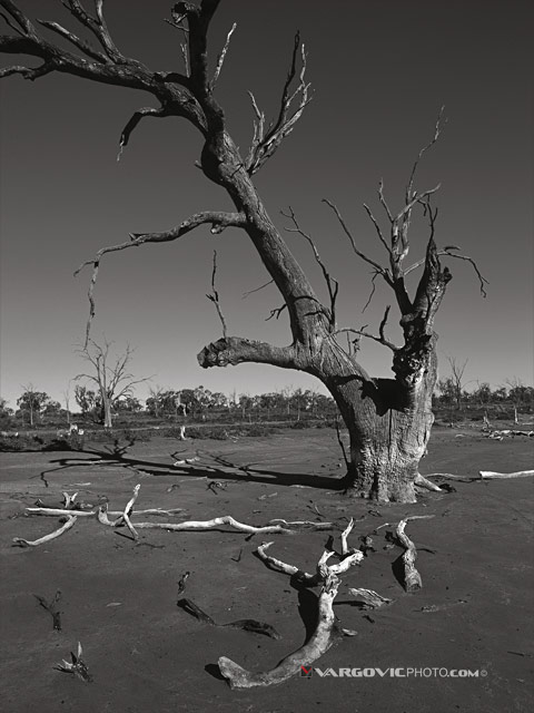 Once-Upon-A-Time-There-Was-A-Story-About-Tree_Australia_Murray-River_Kings-Billabong_Vargovic-Photo_Sepia