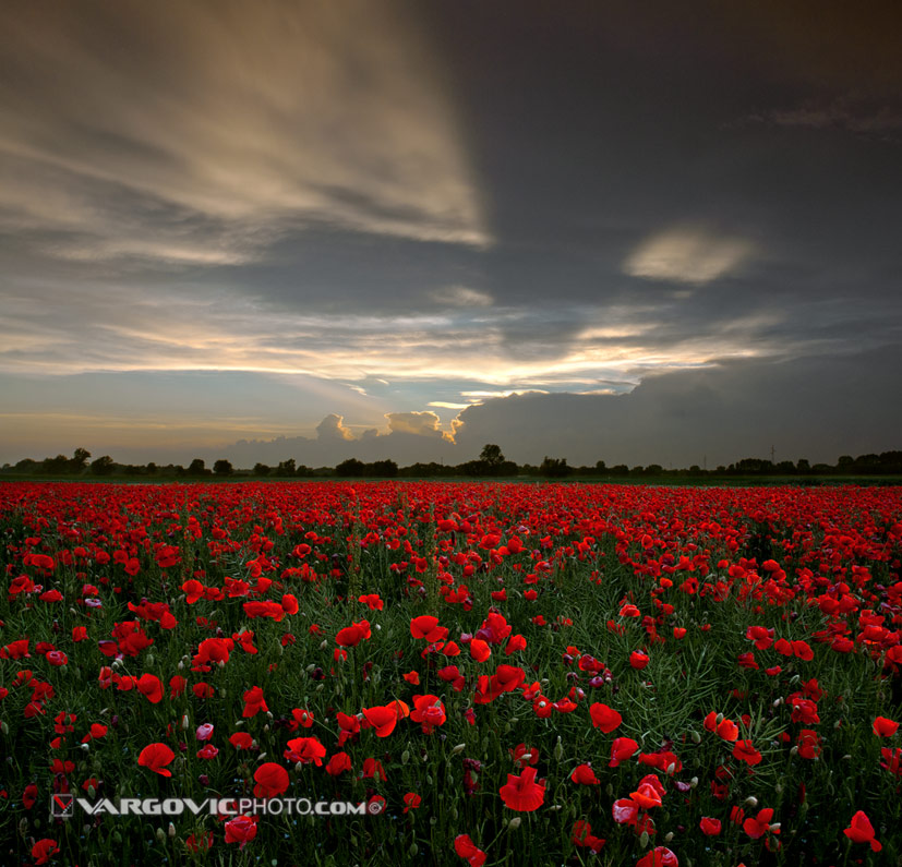 Red-Wisdom_Croatia_Podravina_Vargovic-Photo