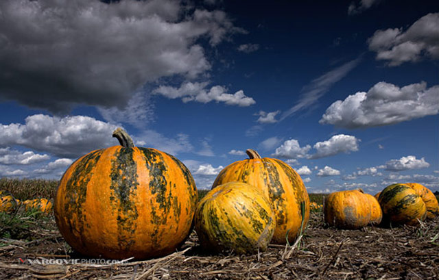 Story-Of-Pumpkins_Croatia_Podravina_Vargovic-Photo