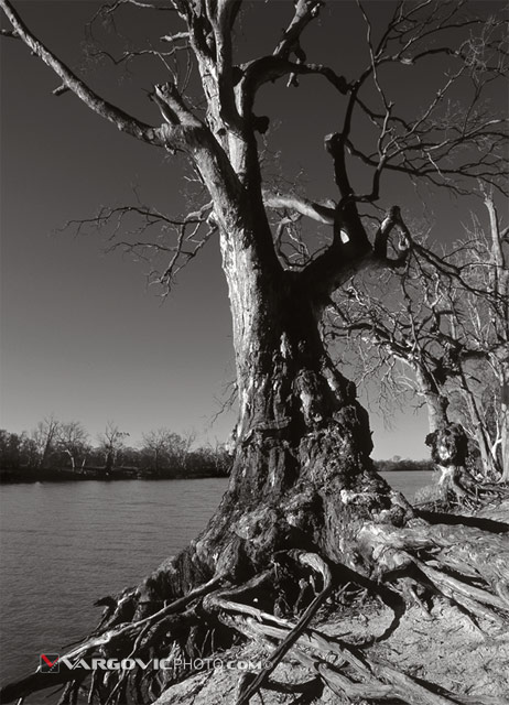 Survival-In-Progress_Australia_Murray-River_Kings-Billabong_Vargovic-Photo_Sepia
