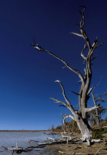 Take-A-Walk-On-The-Wild-Side_Australia_Murray-River_Kings-Billabong_Vargovic-Photo