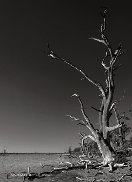 Take-A-Walk-On-The-Wild-Side_Australia_Murray-River_Kings-Billabong_Vargovic-Photo_Sepia