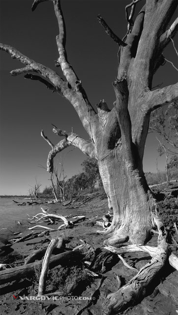 The-Lost-In-Time_Australia_Murray-River_Mildura_Kings-Billabong_Irymple_Vargovic-Photography_Bw